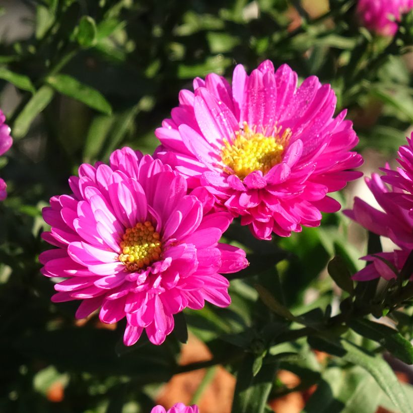 Aster dumosus Starlight - Aster nain d’automne (Floraison)