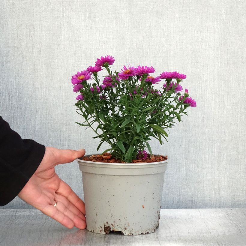 Spécimen de Aster dumosus Starlight - Aster nain d’automne Pot de 2L/3L tel que livré en automne