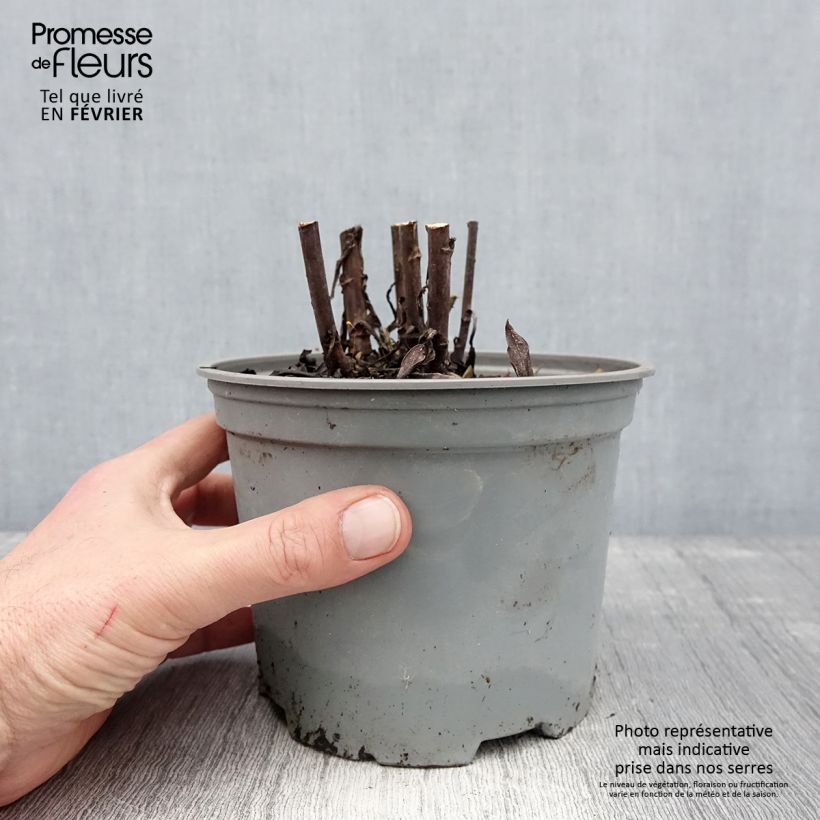 Spécimen de Aster dumosus Starlight - Aster nain d’automne Pot de 2L/3L tel que livré en hiver