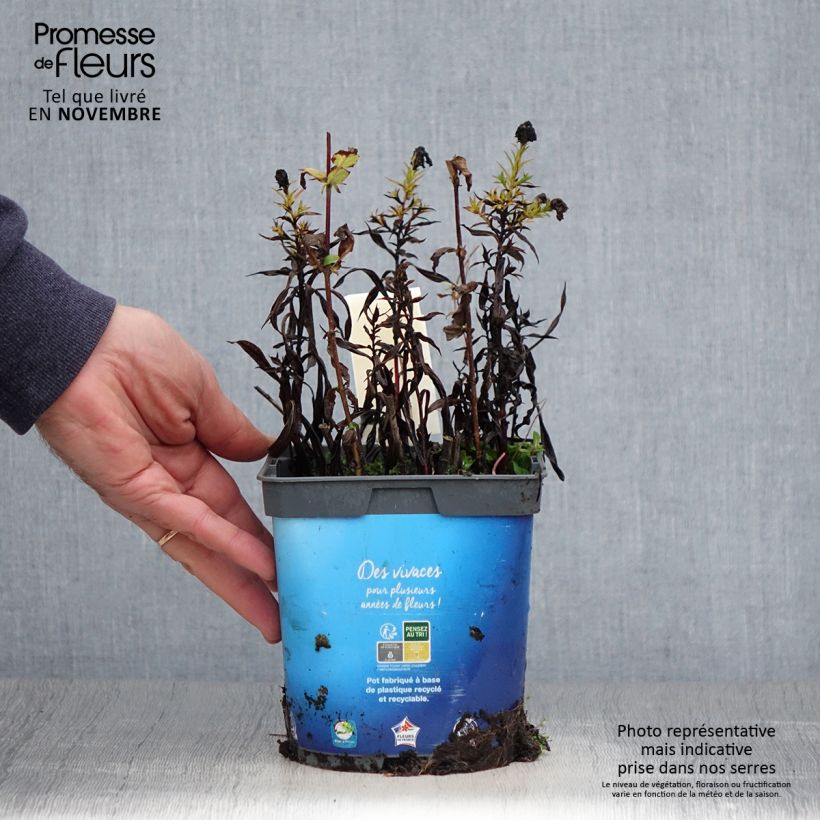 Spécimen de Aster dumosus Tonga - Aster nain Pot de 2L/3L tel que livré en automne