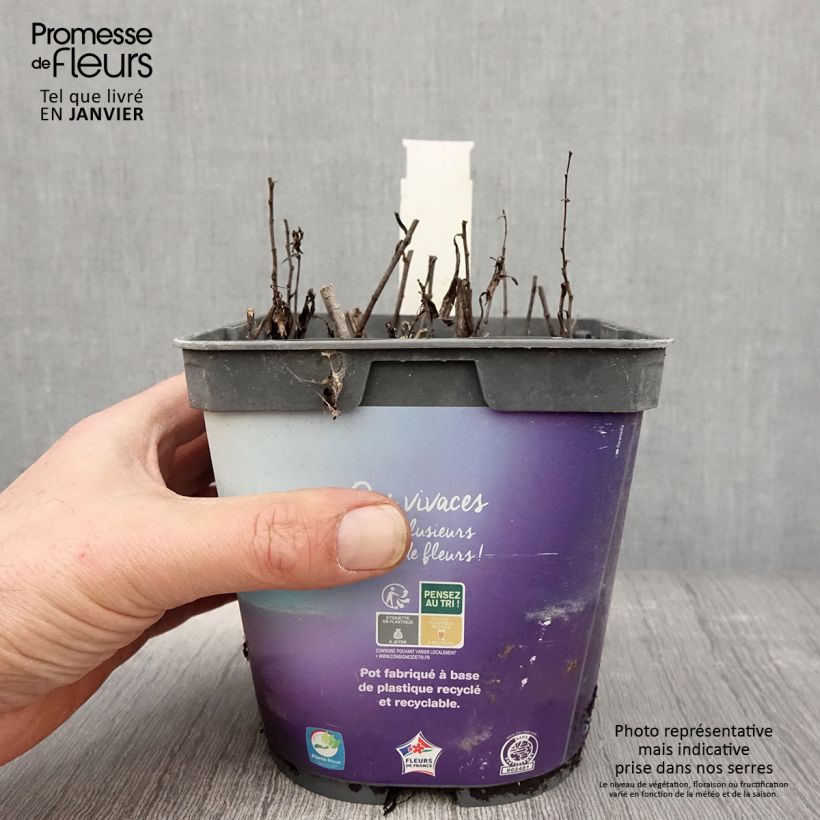 Spécimen de Aster dumosus Tonga - Aster nain Pot de 2L/3L tel que livré en hiver