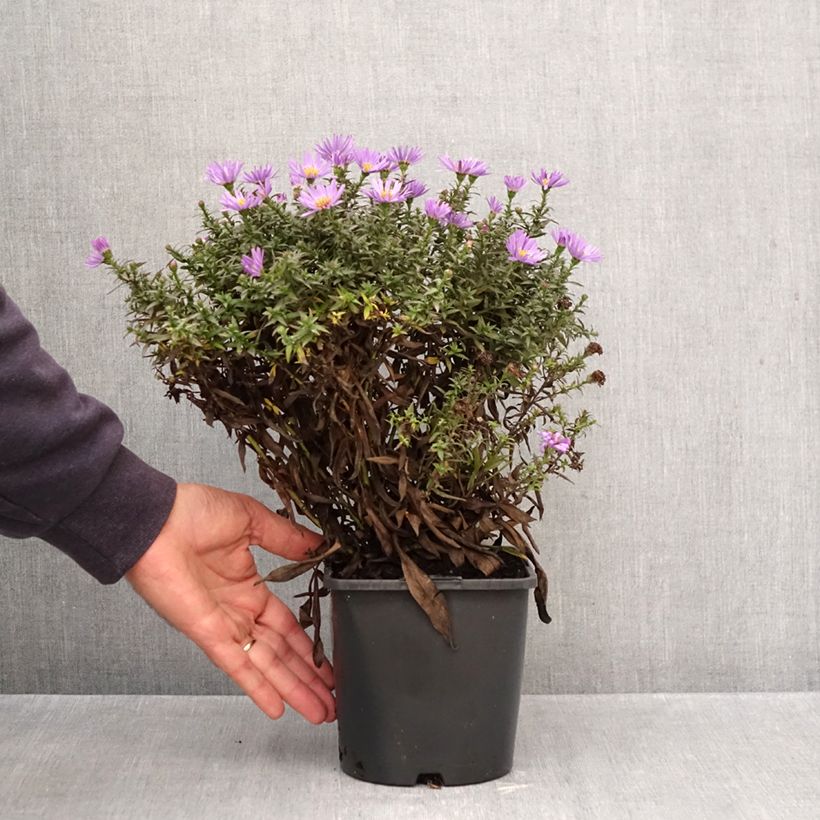 Spécimen de Aster dumosus Wood's Purple Pot de 1,5L/2L tel que livré en automne