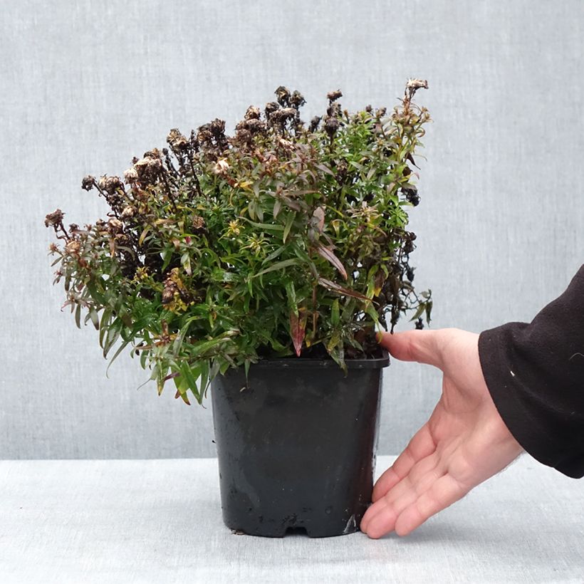 Spécimen de Aster dumosus Wood's Purple Pot de 1,5L/2L tel que livré en hiver