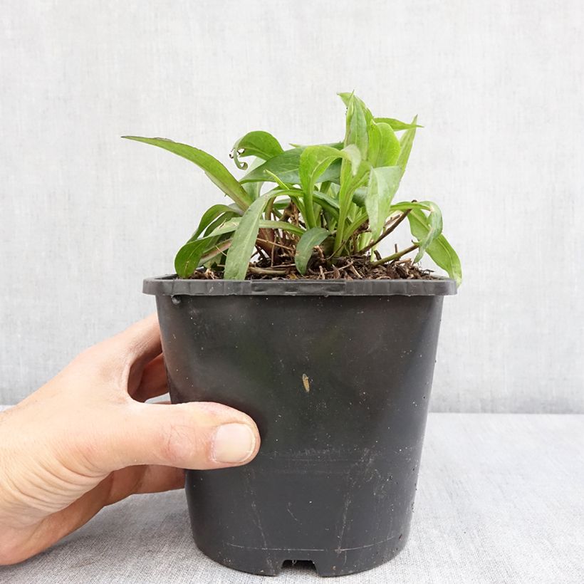 Amostra de Aster dumosus Wood's Purple Vaso de 1,5 L/2 L tal como entregue na primavera