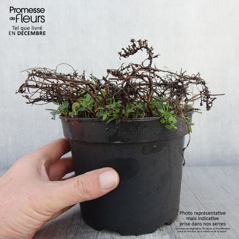 Spécimen de Aster ericoïdes f. prostratus Snow Flurry - Aster fausse-bruyère Pot de 2L/3L tel que livré en automne
