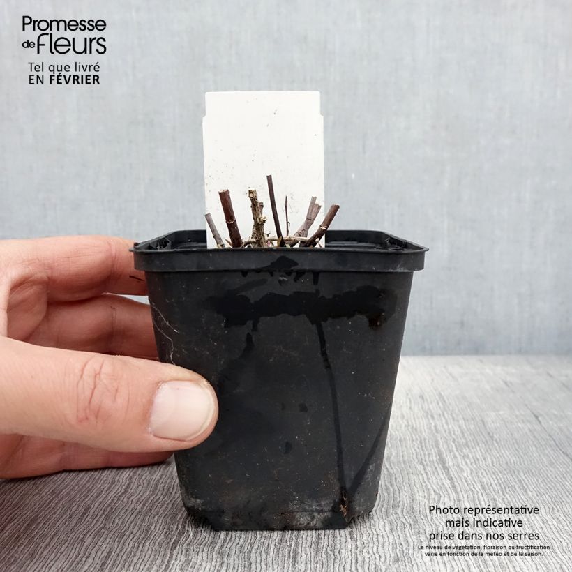 Spécimen de Aster ericoides Herbstmyrte - Aster à feuilles de bruyère Godet de 8/9 cm tel que livré en hiver