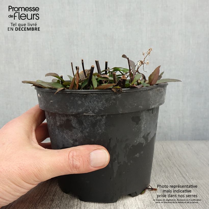 Spécimen de Aster ericoïdes Pink Cloud Pot de 2L/3L tel que livré en automne