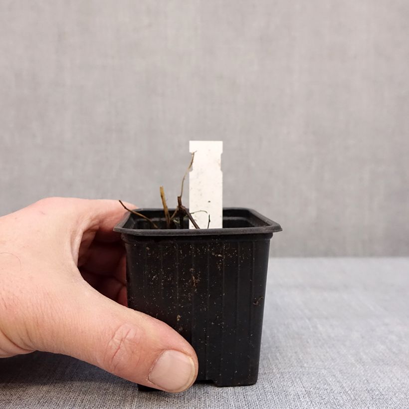 Spécimen de Aster ericoides Schneegitter - Aster fausse-bruyère Godet de 8/9 cm tel que livré en hiver