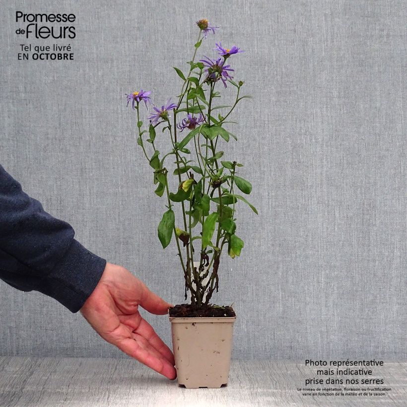Spécimen de Aster frikartii Jungfrau - Aster d'été Godet de 8/9 cm tel que livré en automne