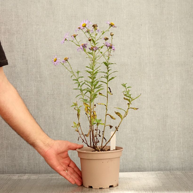 Spécimen de Aster frikartii Mönch - Aster d'automne Pot de 1L/1,5L tel que livré en automne