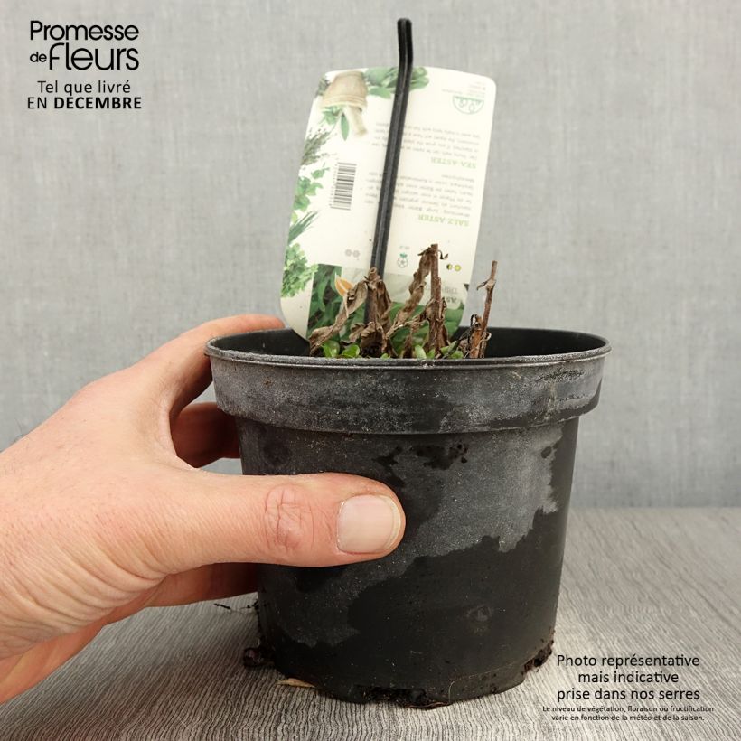 Spécimen de Aster maritime - Aster tripolium ou Tripolium pannonicum Pot de 1,5L/2L tel que livré en automne