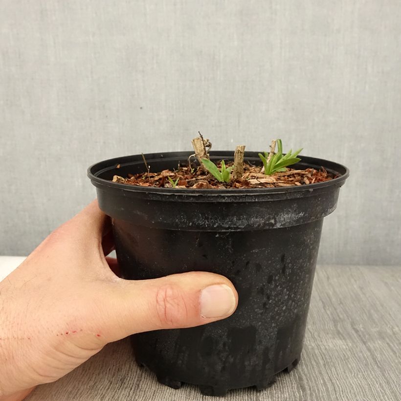 Aster novae-angliae Andenken an Alma Pötschke - Astro settembrino Vaso da 2L/3L esemplare consegnato in primavera