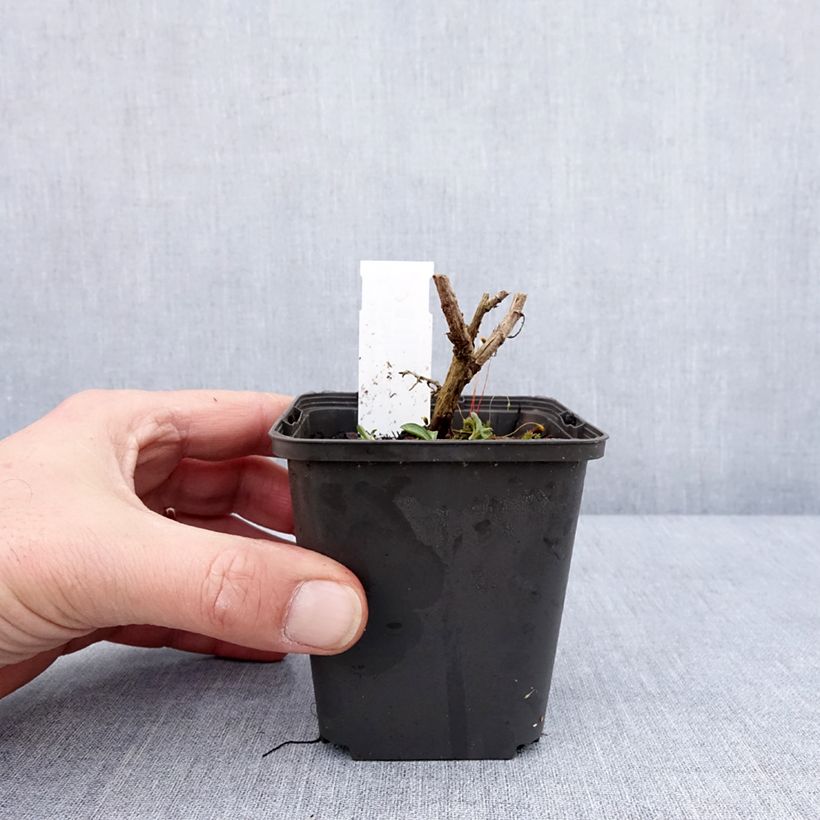 Aster novae-angliae Annabelle de Chazal - Astro settembrino Vasetto da 8/9 cm esemplare consegnato in inverno