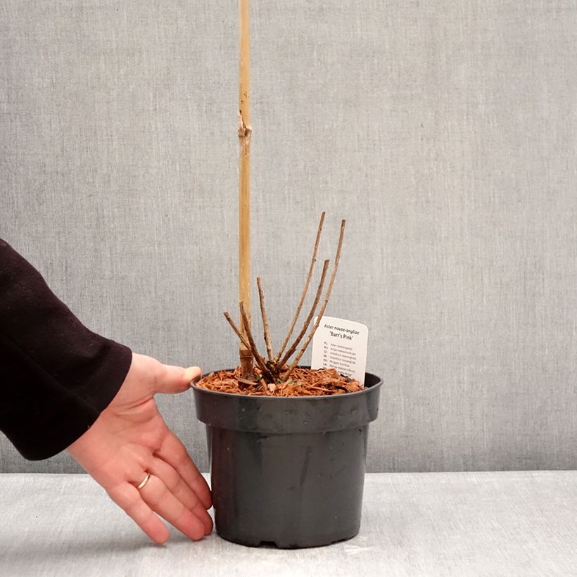 Spécimen de Aster novae-angliae Barr's Pink - Grand aster d'automne Pot de 2L/3L tel que livré en hiver