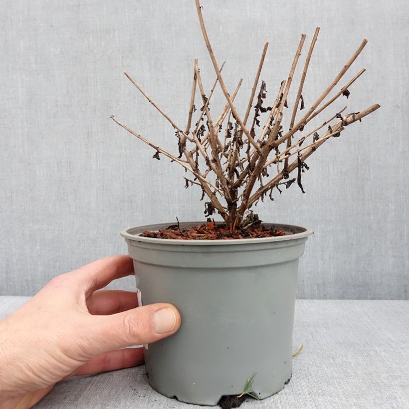 Spécimen de Aster novae angliae Barrs Blue - Aster grand d'automne Pot de 2L/3L tel que livré en hiver