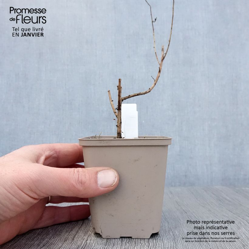 Spécimen de Aster novae angliae Guido en Gezelle - Aster grand d'automne Godet de 8/9 cm tel que livré en hiver