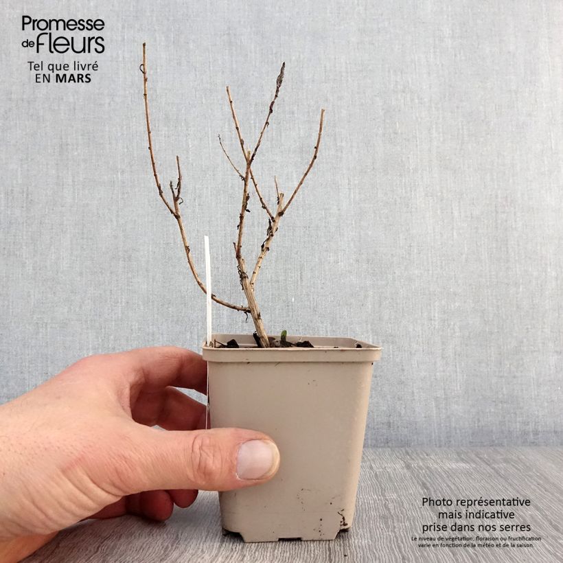 Amostra de Áster novae-angliae Guido en Gezelle - Áster grande de outono Vaso de 8/9 cm tal como entregue na primavera