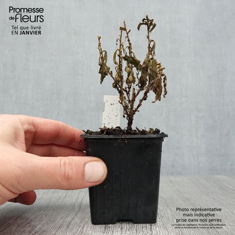 Spécimen de Aster novae-angliae Rosa Sieger - Aster grand d'automne Godet de 7/8 cm tel que livré en hiver