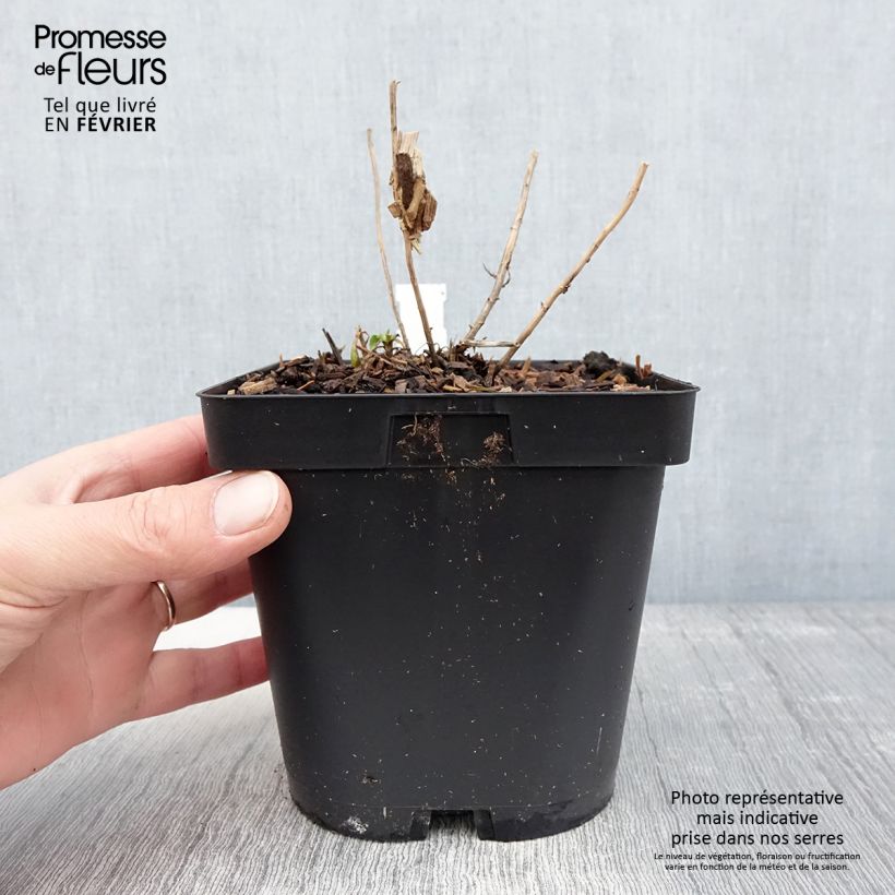 Spécimen de Aster novae-angliae Septemberrubin - Septembre rouge Pot de 2L/3L tel que livré en hiver