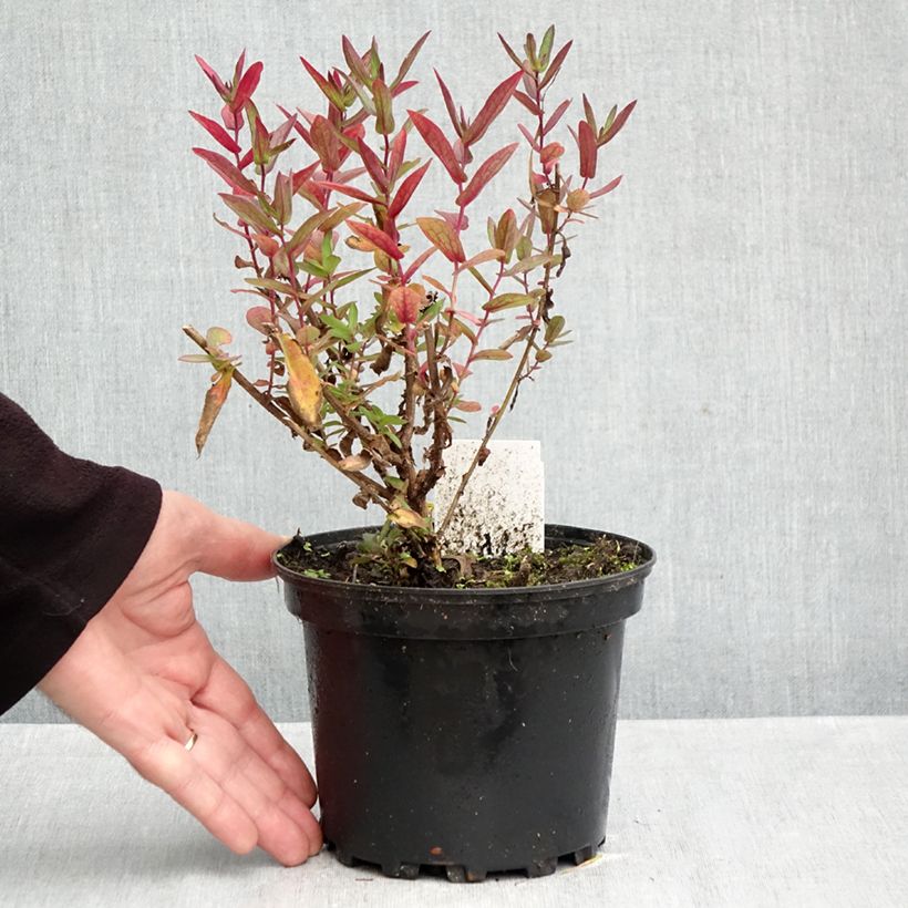 Spécimen de Aster novae-angliae Septemberrubin - Septembre rouge Pot de 2L/3L tel que livré en automne
