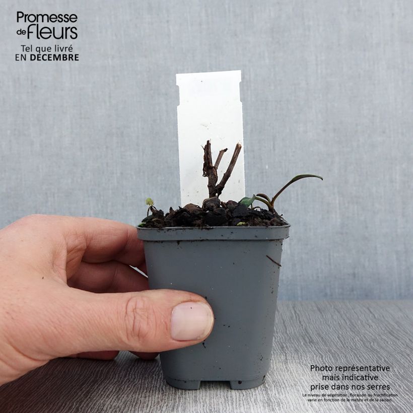 Spécimen de Aster novi-belgii Eventide - Aster grand d’automne Godet de 7/8 cm tel que livré en hiver