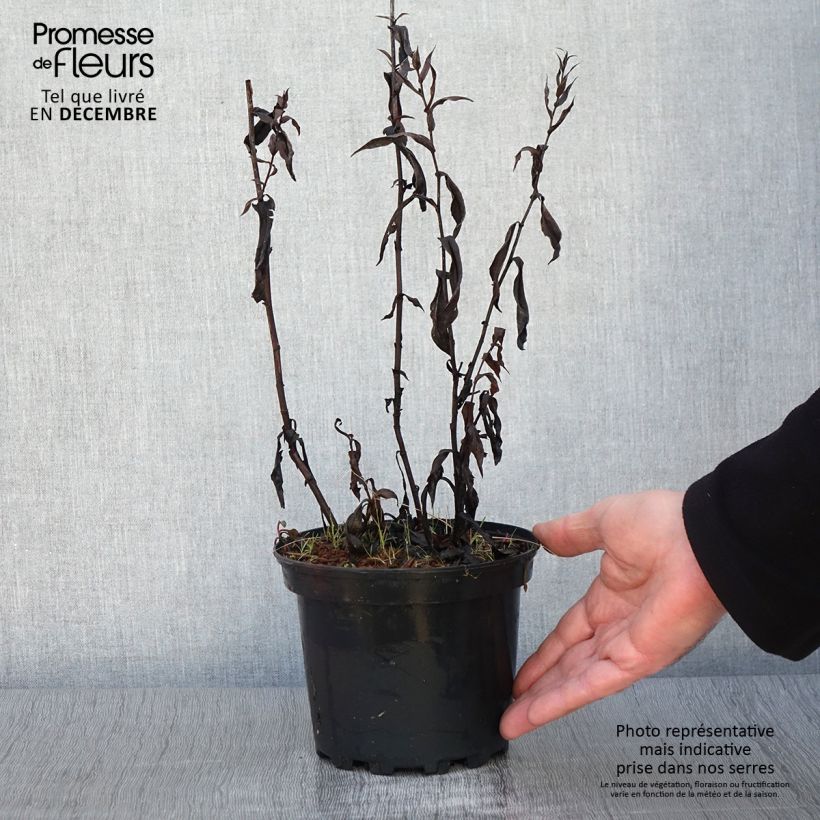 Spécimen de Aster Novi Belgii Fellowship Pot de 2L/3L tel que livré en automne