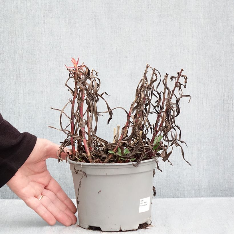 Spécimen de Aster novi-belgii Karmin Kuppel Pot de 2L/3L tel que livré en automne