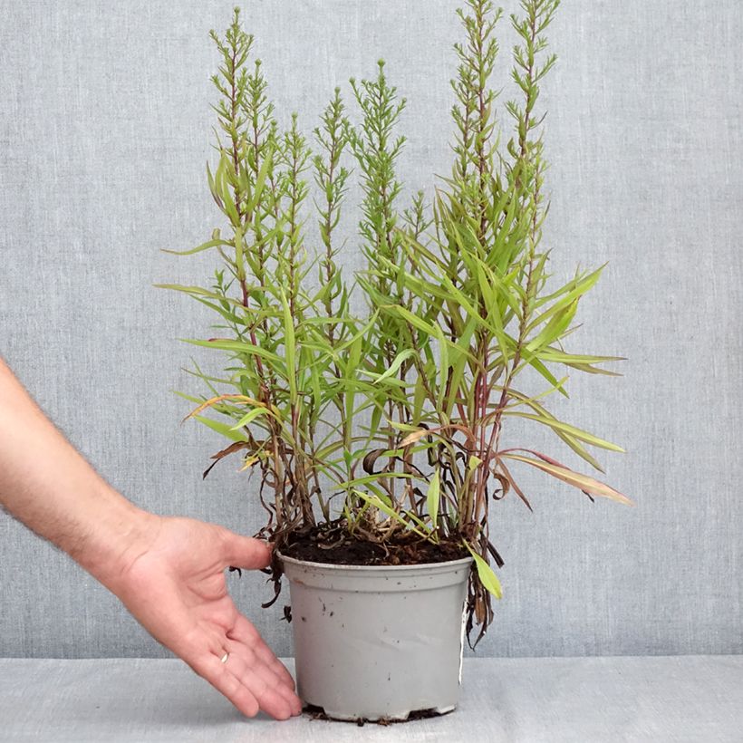 Spécimen de Aster novi-belgii Karmin Kuppel Pot de 2L/3L tel que livré en été