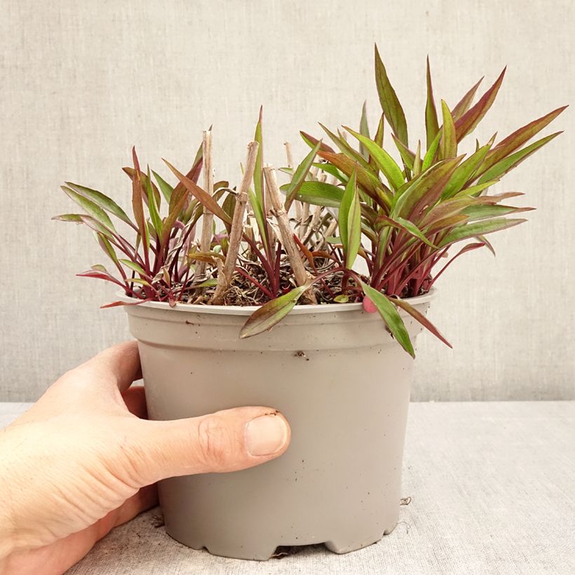 Spécimen de Aster novi-belgii Karmin Kuppel Pot de 2L/3L tel que livré au printemps
