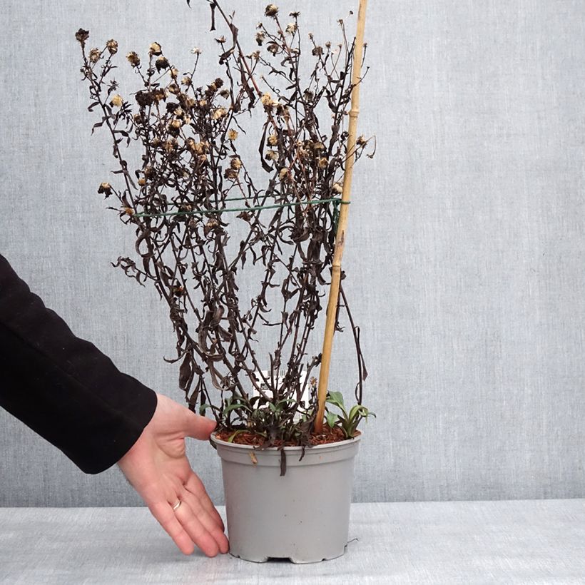 Spécimen de Aster novi-belgii Marie Ballard - Aster grand d’automne Pot de 2L/3L tel que livré en hiver