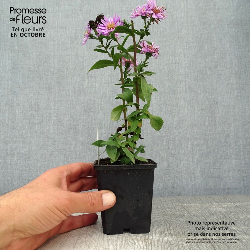 Spécimen de Aster novi-belgii Sarah Ballard Godet de 8/9 cm tel que livré en automne