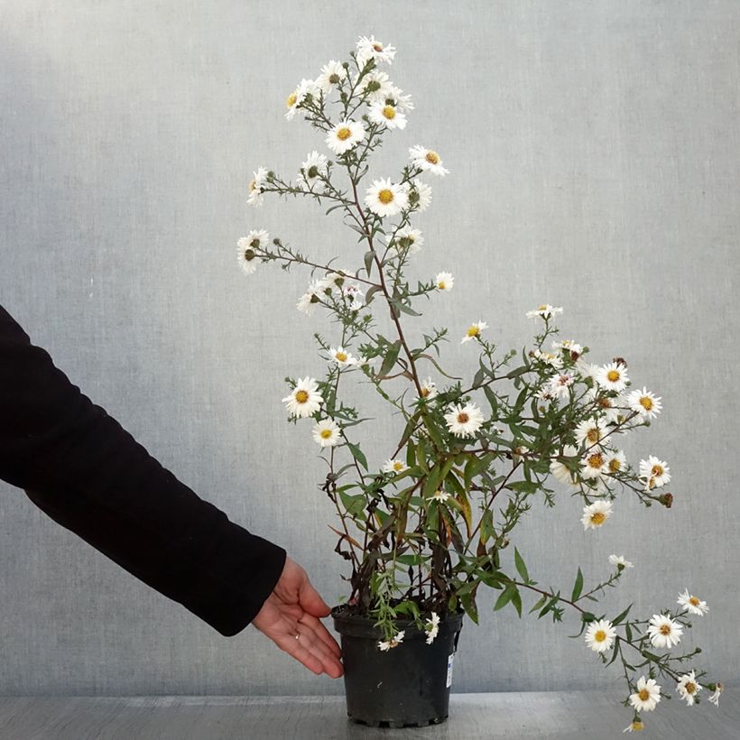 Spécimen de Aster novi-belgii White Lady - Aster grand d'automne Pot de 2L/3L tel que livré en automne