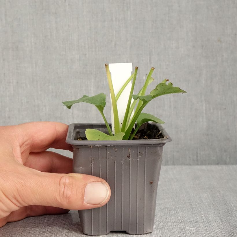 Spécimen de Aster schreberi - Aster d'automne Godet de 8/9 cm tel que livré en automne