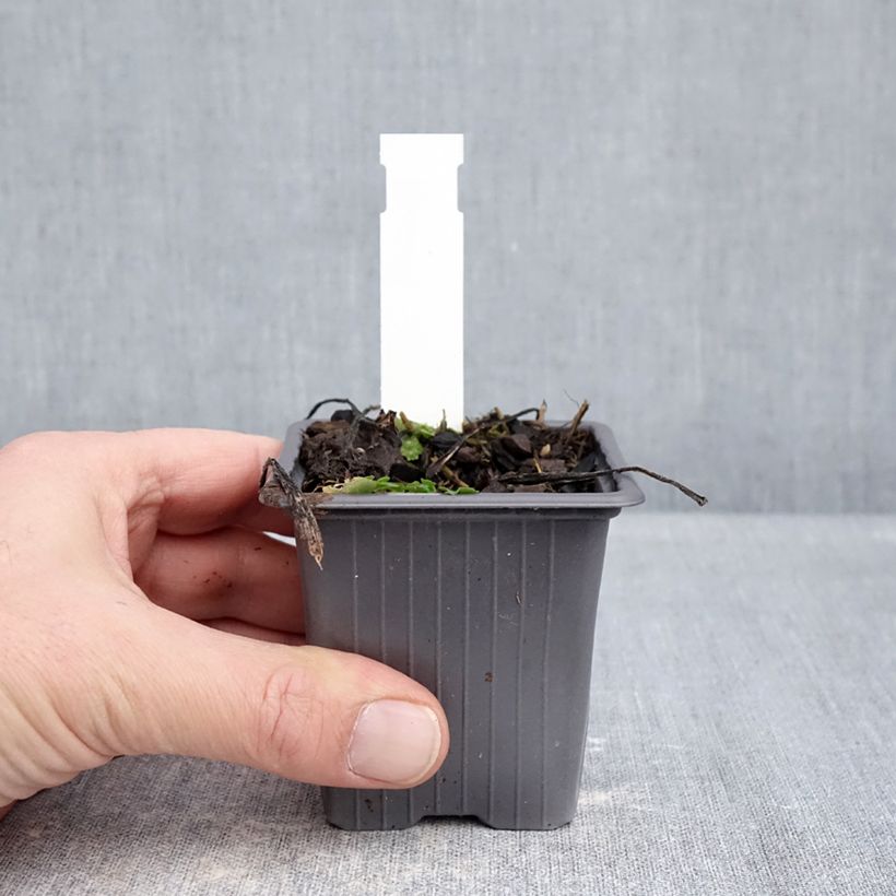 Spécimen de Aster schreberi - Aster d'automne Godet de 8/9 cm tel que livré en hiver