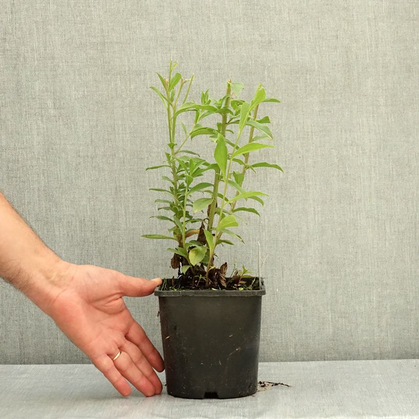Spécimen de Aster thomsonii - Aster d'été Pot de 1,5L/2L tel que livré en été