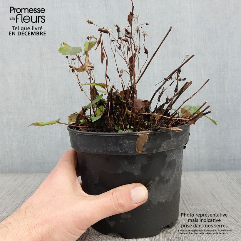 Spécimen de Aster tradescantii - Aster d'automne Pot de 2L/3L tel que livré en automne