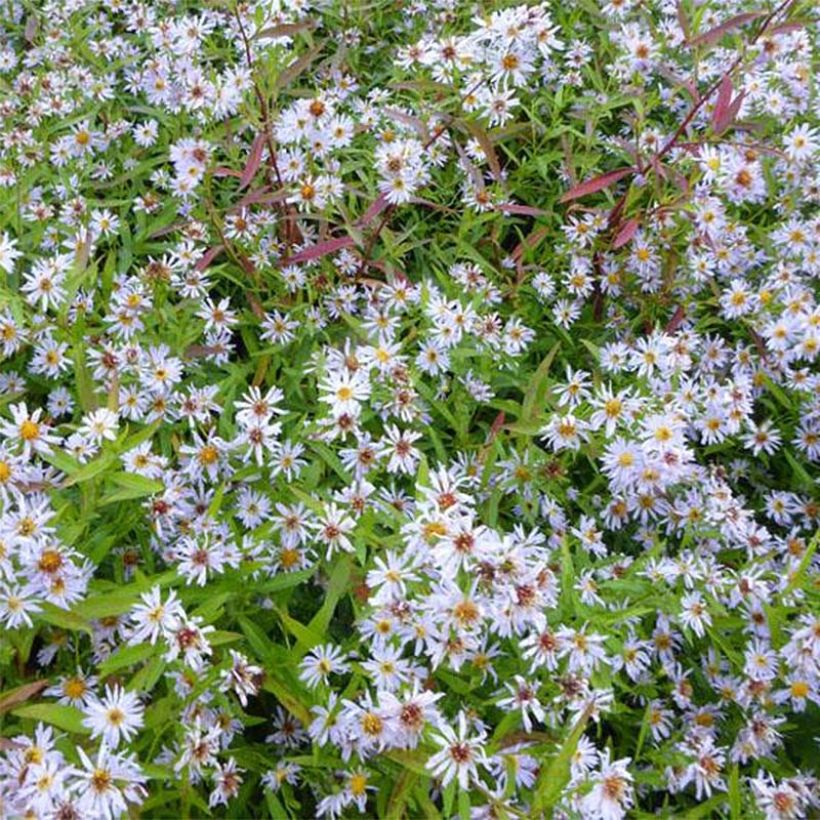 Aster versicolor Altweibersommer - Aster grand d'automne (Floraison)