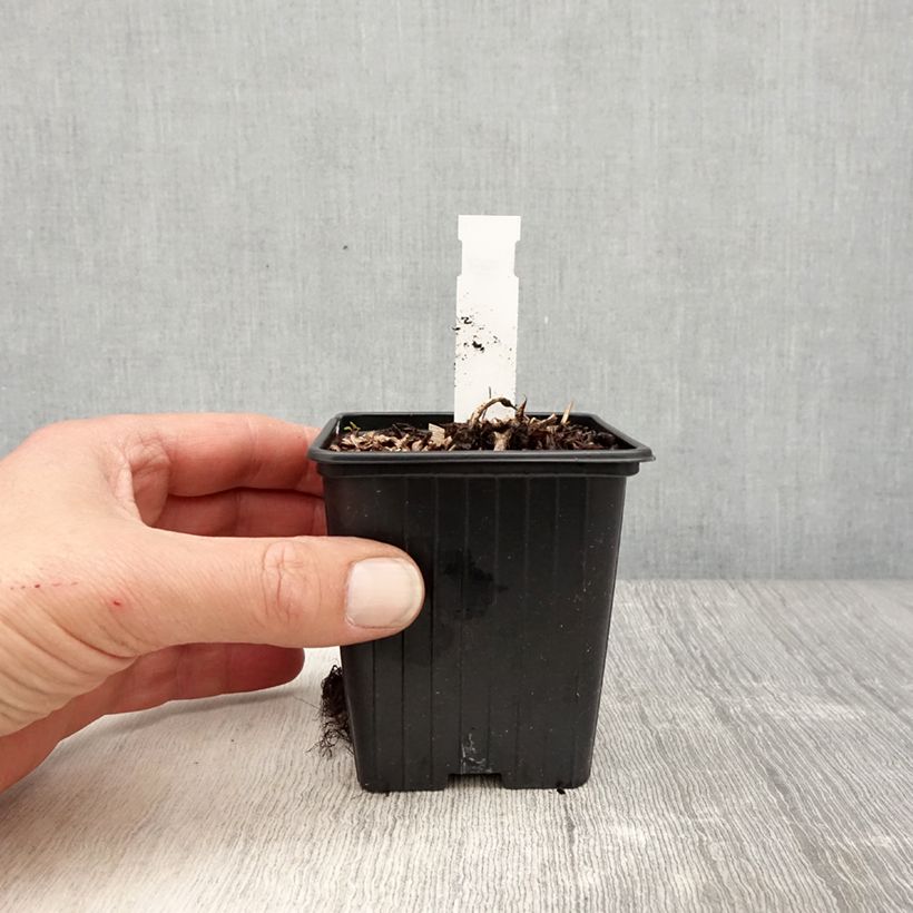 Spécimen de Astilbe arendsii Color Flash Lime, Beauty of Lisse Godet de 8/9 cm tel que livré au printemps