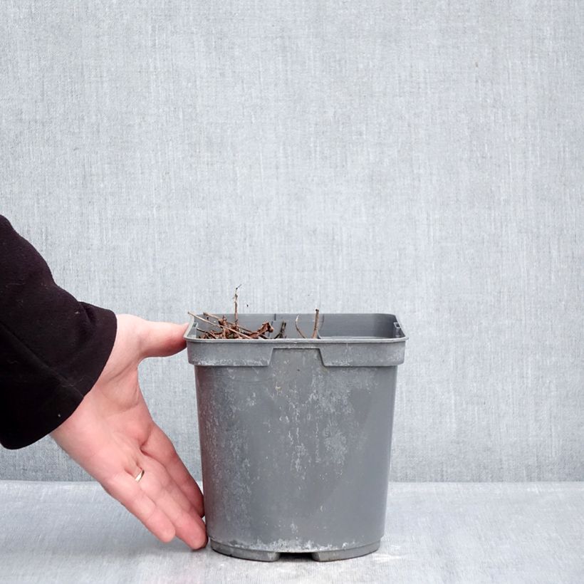 Spécimen de Astilbe arendsii Cappuccino Pot de 2L/3L tel que livré en hiver