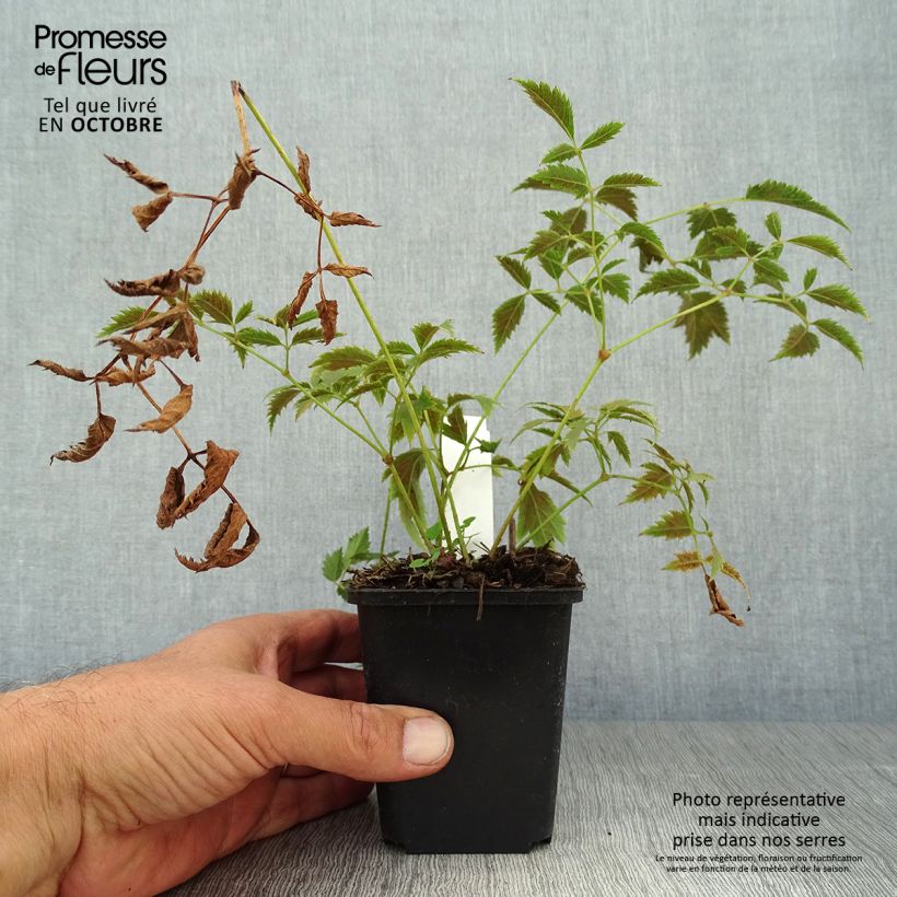Spécimen de Astilbe arendsii Cattleya Godet de 8/9 cm tel que livré en automne