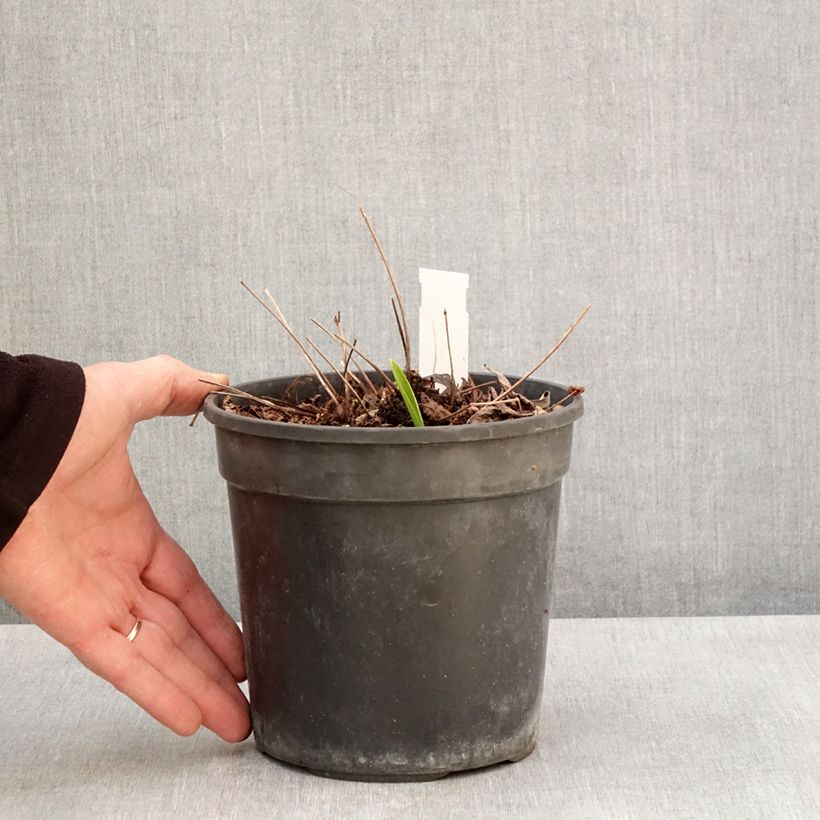 Spécimen de Astilbe arendsii Color Flash Lime, Beauty of Lisse Pot de 2L/3L tel que livré au printemps