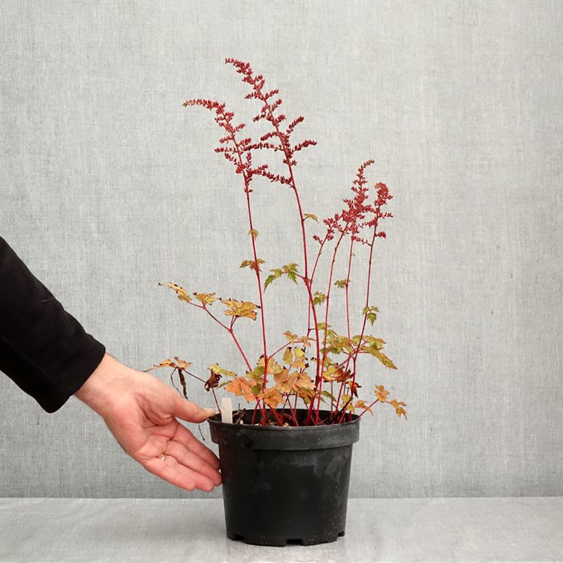 Spécimen de Astilbe arendsii Colour Flash - Astilbe d'Arends panachée Pot de 2L/3L tel que livré en automne