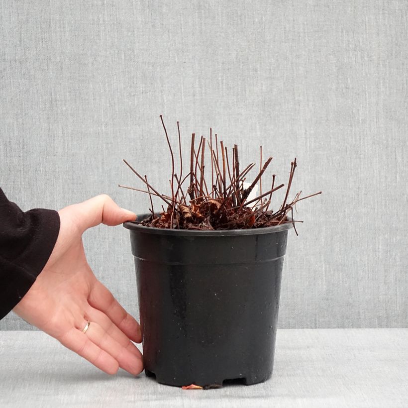 Spécimen de Astilbe arendsii Colour Flash - Astilbe d'Arends panachée Pot de 2L/3L tel que livré en hiver