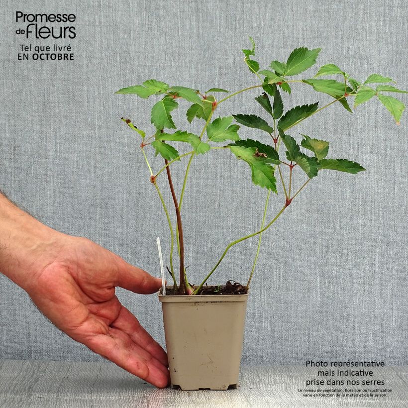 Spécimen de Astilbe arendsii Diamant Godet de 8/9 cm tel que livré en automne