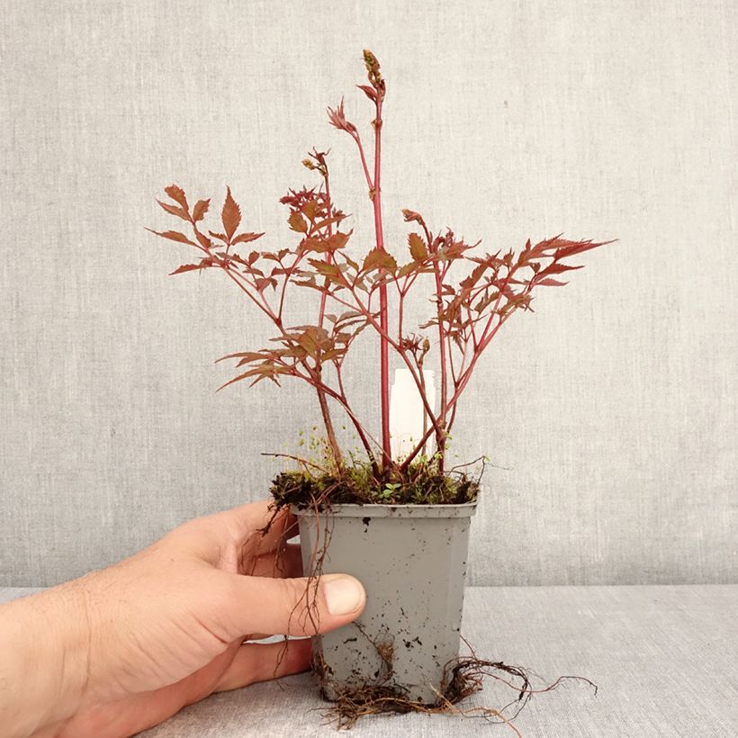 Spécimen de Astilbe arendsii Ellie Godet de 8/9 cm tel que livré au printemps