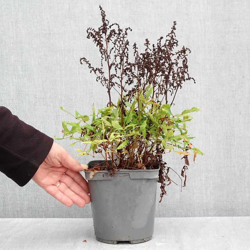 Spécimen de Astilbe arendsii Ellie Pot de 2L/3L tel que livré en automne
