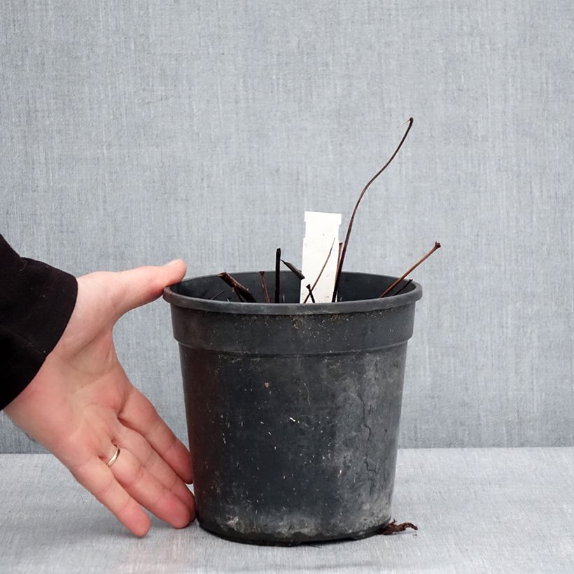 Spécimen de Astilbe arendsii Ellie Pot de 2L/3L tel que livré en hiver