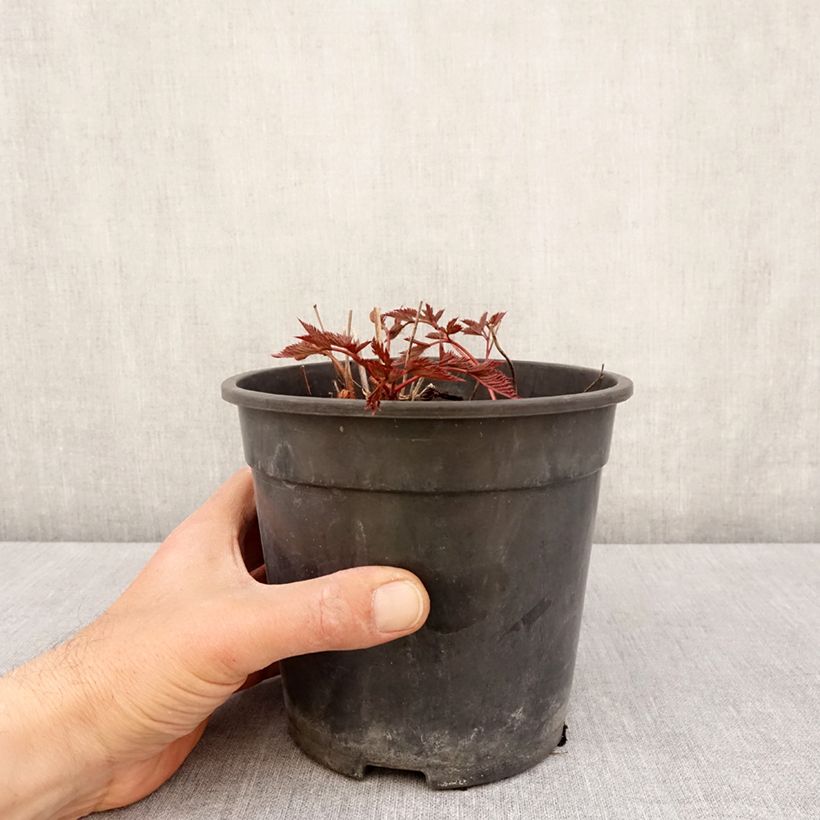 Spécimen de Astilbe arendsii Ellie Pot de 2L/3L tel que livré au printemps