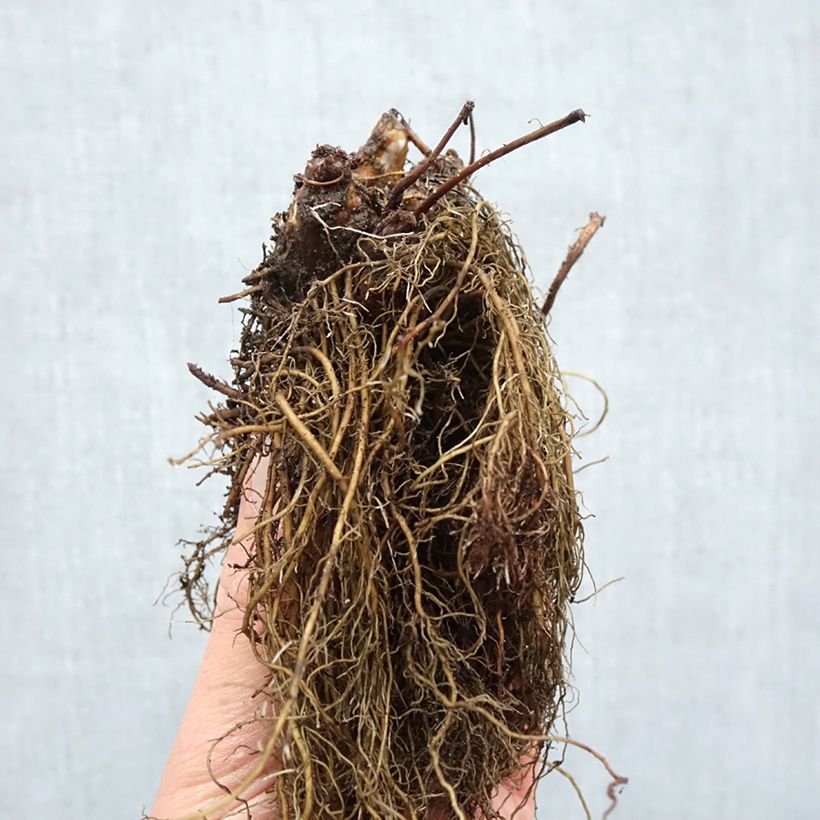 Spécimen de Astilbe arendsii Ellie Racines nues, Qualité Extra équivalant à un pot de 2L tel que livré en hiver