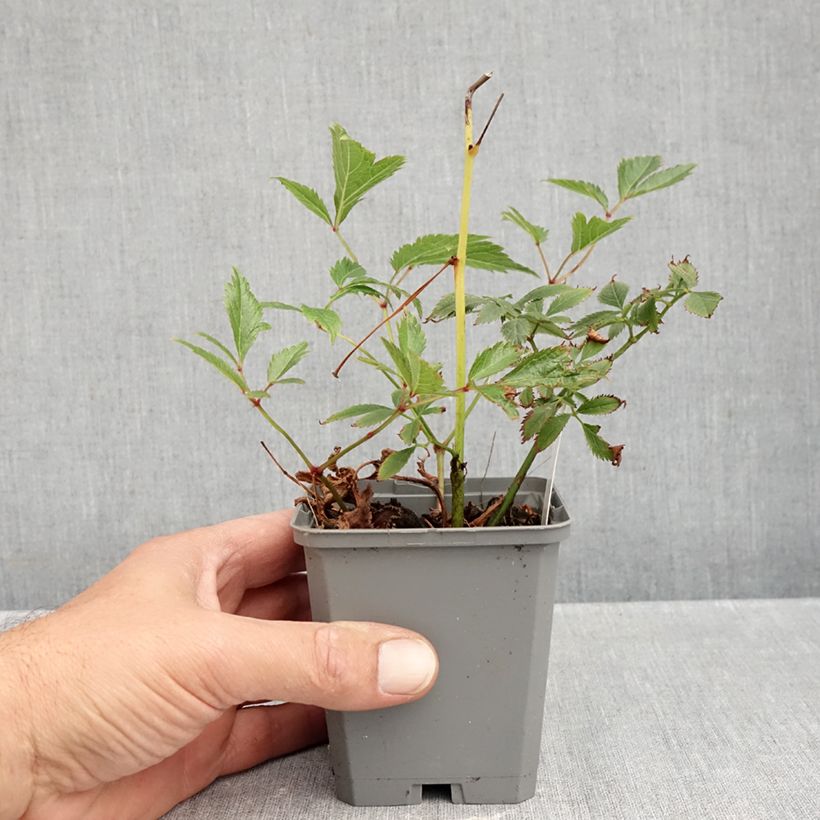 Spécimen de Astilbe arendsii Erika Godet de 8/9 cm tel que livré en automne